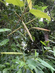 Urceola rosea