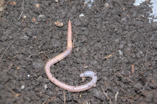 Aporrectodea caliginosa