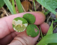 Anarsioses aberrans