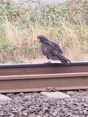 Cathartes aura