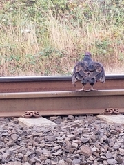 Cathartes aura
