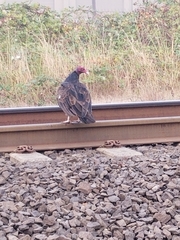 Cathartes aura