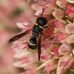 Leptochilus republicanus