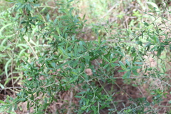 Baccharis heterophylla