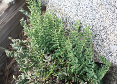 Pellaea bridgesii