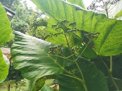 Leea macrophylla