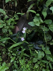 Strobilanthes reptans