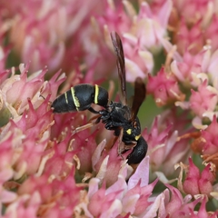 Leptochilus republicanus