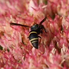 Leptochilus republicanus