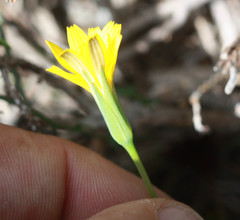 Microseris