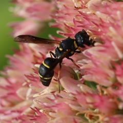 Leptochilus republicanus