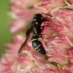 Leptochilus republicanus