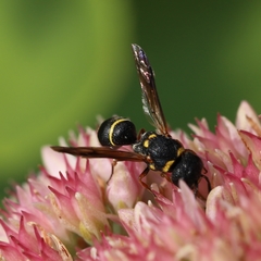 Leptochilus republicanus