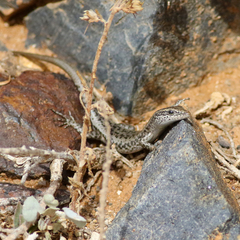 Cryptoblepharus australis
