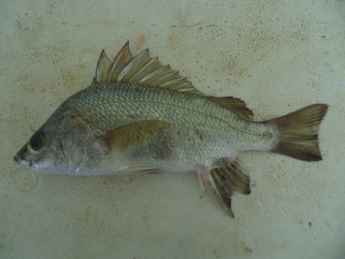 Bigspine Grunt (Pomadasys empherus) · iNaturalist