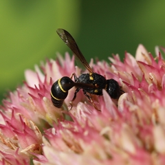 Leptochilus republicanus