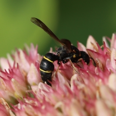 Leptochilus republicanus