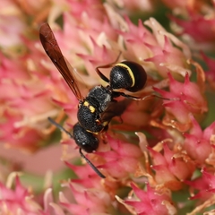 Leptochilus republicanus