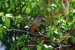 Coccyzus longirostris