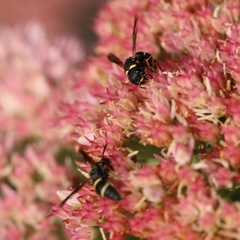 Leptochilus republicanus