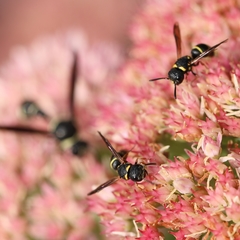 Leptochilus republicanus