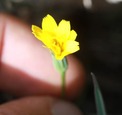 Microseris