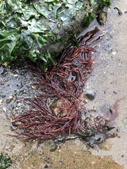 Sarcodiotheca