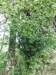 Citrus deliciosa