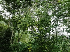 Citrus deliciosa