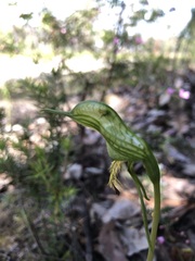 Pterostylis turfosa
