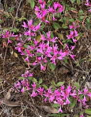 Clarkia concinna concinna