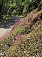 Clarkia concinna concinna