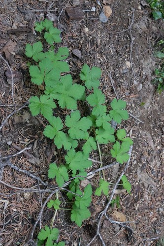 Crater Lake currant (Ribes erythrocarpum)
