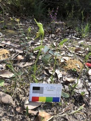 Pterostylis turfosa