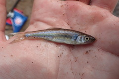 Cyprinella spiloptera