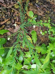 Phyllanthus ussuriensis