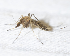 Psorophora discolor