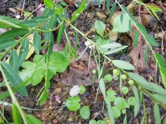 Phyllanthus ussuriensis