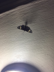 Melanis leucophlegma