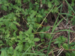 Digitaria radicosa