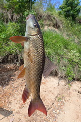 Moxostoma macrolepidotum