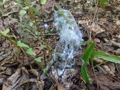 Aleurodicus rugioperculatus