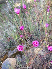 Clarkia gracilis sonomensis