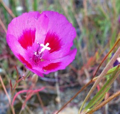 Clarkia gracilis sonomensis