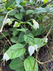 Clerodendrum thomsoniae