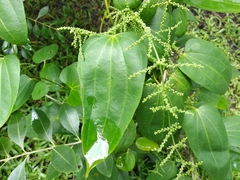 Dioscorea glabra