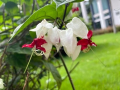 Clerodendrum thomsoniae
