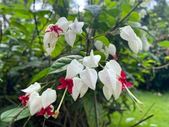 Clerodendrum thomsoniae