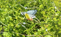Delias eucharis