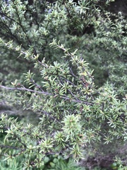 Kunzea ericoides